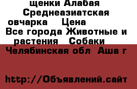 щенки Алабая (Среднеазиатская овчарка) › Цена ­ 15 000 - Все города Животные и растения » Собаки   . Челябинская обл.,Аша г.